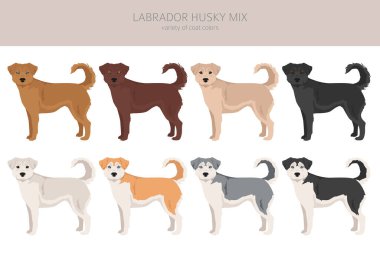 Labrador Husky karışık klipsi. Labrador Retriever Sibirya Husky karışımı. Farklı ceket renkleri. Vektör illüstrasyonu