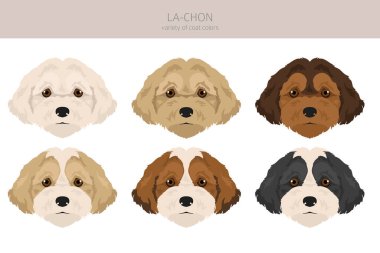 La-Chon clipart. Lhasa Apso Bichon Frise mix. Different coat colors set.  Vector illustration clipart