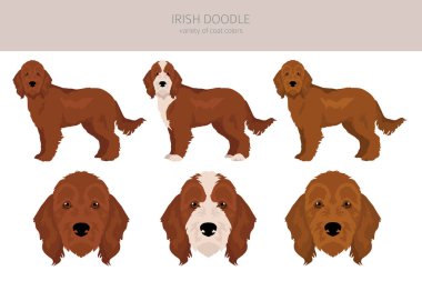 İrlandalı klip parçası. İrlanda Yerleşimci Kaniş karışımı. Farklı ceket renkleri. Vektör illüstrasyonu