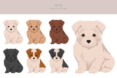 Mi-Ki köpek klipsi. Tüm ceket renkleri ayarlandı. Bütün köpekler karakteristik bilgileri çoğaltır. Vektör illüstrasyonu