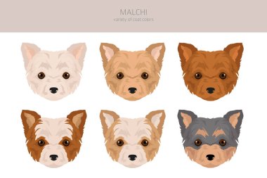 Malçi klipsi. Maltese Chihuahua karışımı. Farklı ceket renkleri. Vektör illüstrasyonu