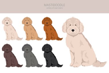 Mastidoodle klipsi. Mastiff kaniş karışımı. Farklı ceket renkleri. Vektör illüstrasyonu