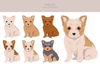 Malchi clipart. Maltese Chihuahua mix. Different coat colors set.  Vector illustration clipart