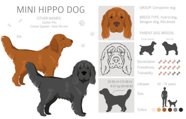 Mini Hippo klipsi. Shar Pei - Cocker Spaniel karışımı. Farklı ceket renkleri. Vektör illüstrasyonu