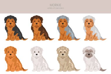 Morkie 'nin klibi. Malta Yorkshire Teriyeri karışımı. Farklı ceket renkleri. Vektör illüstrasyonu