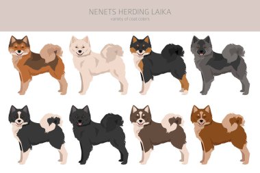 Nenets Sürü Laika Clipart. Tüm ceket renkleri ayarlandı. ; Bütün köpekler karakteristik bilgileri çoğaltır. Vektör illüstrasyonu