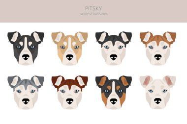 Pitsky tırmanışı. Pitbull terrier Sibirya Husky karışımı. Farklı ceket renkleri. Vektör illüstrasyonu