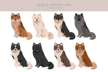 Nenets Sürü Laika Clipart. Tüm ceket renkleri ayarlandı. ; Bütün köpekler karakteristik bilgileri çoğaltır. Vektör illüstrasyonu