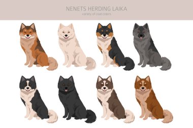 Nenets Herding Laika clipart. All coat colors set.; All dog breeds characteristics infographic. Vector illustration clipart