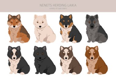 Nenets Sürü Laika Clipart. Tüm ceket renkleri ayarlandı. ; Bütün köpekler karakteristik bilgileri çoğaltır. Vektör illüstrasyonu