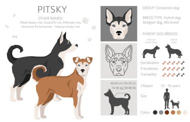 Pitsky tırmanışı. Pitbull terrier Sibirya Husky karışımı. Farklı ceket renkleri. Vektör illüstrasyonu