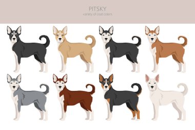 Pitsky tırmanışı. Pitbull terrier Sibirya Husky karışımı. Farklı ceket renkleri. Vektör illüstrasyonu