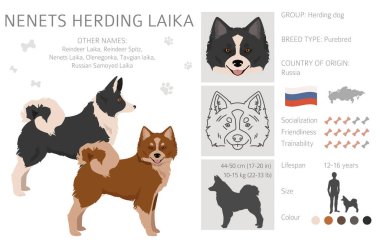 Nenets Sürü Laika Clipart. Tüm ceket renkleri ayarlandı. ; Bütün köpekler karakteristik bilgileri çoğaltır. Vektör illüstrasyonu