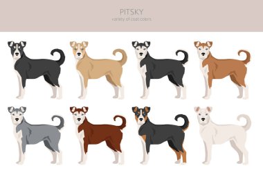 Pitsky tırmanışı. Pitbull terrier Sibirya Husky karışımı. Farklı ceket renkleri. Vektör illüstrasyonu