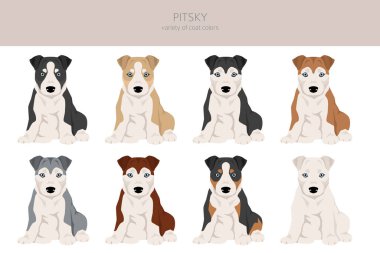 Pitsky tırmanışı. Pitbull terrier Sibirya Husky karışımı. Farklı ceket renkleri. Vektör illüstrasyonu
