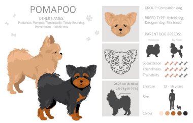 Pomapoo zirvesi. Pomeranya kanişi karışımı. Farklı ceket renkleri. Vektör illüstrasyonu