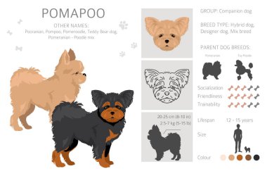 Pomapoo clipart. Pomeranian Poodle mix. Different coat colors set.  Vector illustration clipart