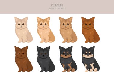 Pomchi tırmanışı. Pomeranya Chihuahua karışımı. Farklı ceket renkleri. Vektör illüstrasyonu