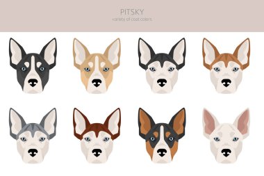Pitsky tırmanışı. Pitbull terrier Sibirya Husky karışımı. Farklı ceket renkleri. Vektör illüstrasyonu
