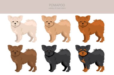 Pomapoo zirvesi. Pomeranya kanişi karışımı. Farklı ceket renkleri. Vektör illüstrasyonu