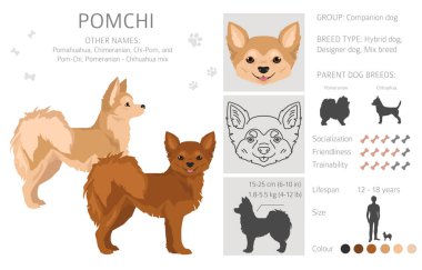 Pomchi tırmanışı. Pomeranya Chihuahua karışımı. Farklı ceket renkleri. Vektör illüstrasyonu