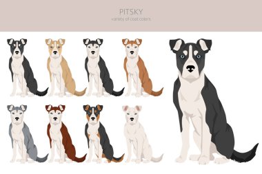 Pitsky tırmanışı. Pitbull terrier Sibirya Husky karışımı. Farklı ceket renkleri. Vektör illüstrasyonu
