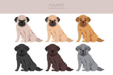 Pugapoo klipsi. Pug Kaniş karışımı. Farklı ceket renkleri. Vektör illüstrasyonu