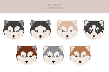 Pomsky tırmanışı. Pomeranya Husky karışımı. Farklı ceket renkleri. Vektör illüstrasyonu