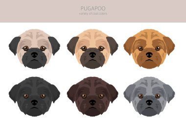 Pugapoo klipsi. Pug Kaniş karışımı. Farklı ceket renkleri. Vektör illüstrasyonu