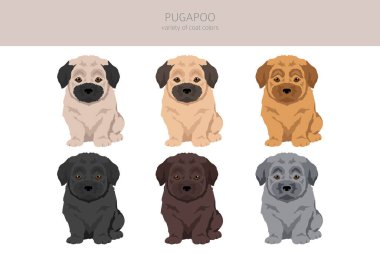 Pugapoo klipsi. Pug Kaniş karışımı. Farklı ceket renkleri. Vektör illüstrasyonu
