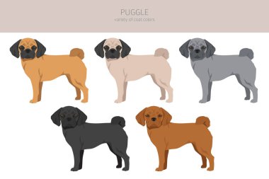 Puggle klipsi. Pug beagle karışımı. Farklı ceket renkleri. Vektör illüstrasyonu