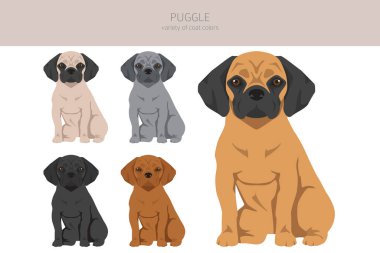 Puggle klipsi. Pug beagle karışımı. Farklı ceket renkleri. Vektör illüstrasyonu
