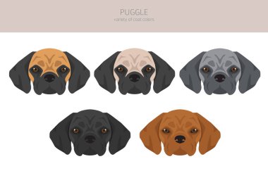 Puggle klipsi. Pug beagle karışımı. Farklı ceket renkleri. Vektör illüstrasyonu