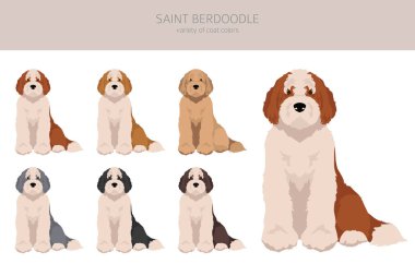 Aziz Berdoodle klipsi. Saint Bernard Kaniş karışımı. Farklı ceket renkleri. Vektör illüstrasyonu