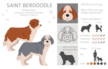 Aziz Berdoodle klipsi. Saint Bernard Kaniş karışımı. Farklı ceket renkleri. Vektör illüstrasyonu