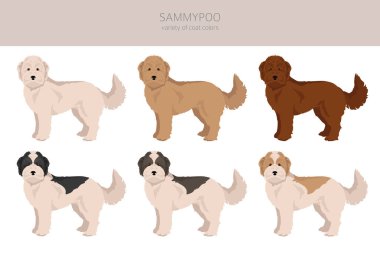 Sammypoo klipsi. Samoyed dog kaniş karışımı. Farklı ceket renkleri. Vektör illüstrasyonu