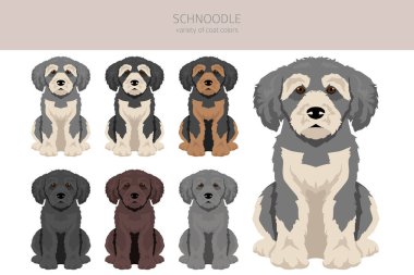Schnoodle klipsi. Schnauzer kaniş karışımı. Farklı ceket renkleri. Vektör illüstrasyonu