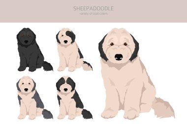 Koyun kancası klipsi. Eski İngiliz çoban köpeği kaniş karışımı. Farklı ceket renkleri. Vektör illüstrasyonu