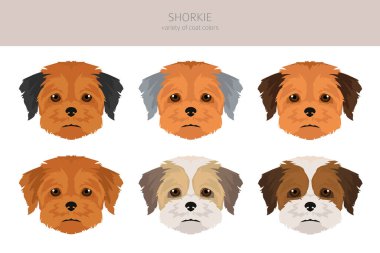 Shorkie klibi. Shih-Tzu Yorkshire Teriyer karışımı. Farklı ceket renkleri. Vektör illüstrasyonu