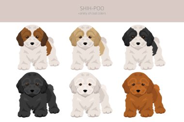 Shih-Poo klipsi. Shih-Tzu kaniş karışımı. Farklı ceket renkleri. Vektör illüstrasyonu