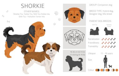 Shorkie klibi. Shih-Tzu Yorkshire Teriyer karışımı. Farklı ceket renkleri. Vektör illüstrasyonu