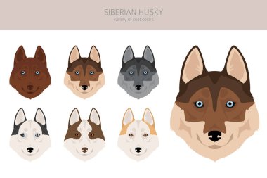 Sibirya Husky köpek yavrusu. Tüm ceket renkleri ayarlandı. Bütün köpekler karakteristik bilgileri çoğaltır. Vektör illüstrasyonu