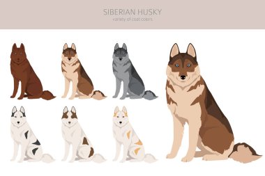Sibirya Husky köpek yavrusu. Tüm ceket renkleri ayarlandı. Bütün köpekler karakteristik bilgileri çoğaltır. Vektör illüstrasyonu
