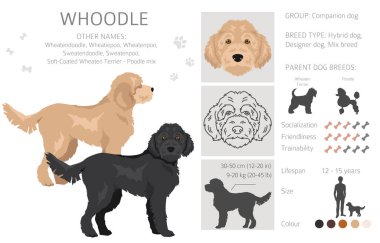 Palavra klipsi. Wheaten terrier kaniş karışımı. Farklı ceket renkleri. Vektör illüstrasyonu