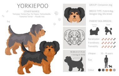 Yorkiepoo klipsi. Yorkshire Teriyeri Kaniş karışımı. Farklı ceket renkleri. Vektör illüstrasyonu