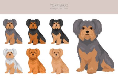 Yorkiepoo klipsi. Yorkshire Teriyeri Kaniş karışımı. Farklı ceket renkleri. Vektör illüstrasyonu