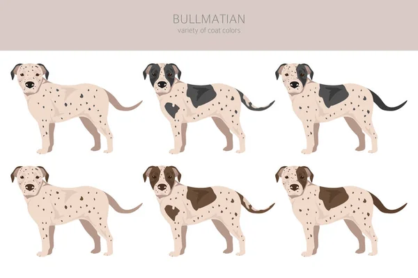 Bullmatian Clipart Bulldog Mix Dalmata Diversi Colori Cappotto Impostati Illustrazione — Vettoriale Stock