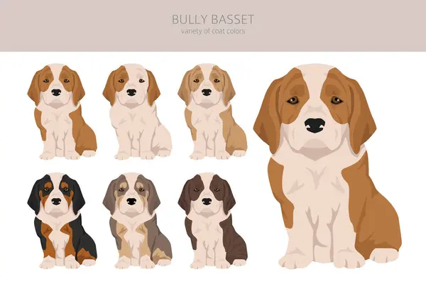 Bully Basset Cachorro Bulldog Basset Mix Bala Basset Bully Perro — Vector de stock