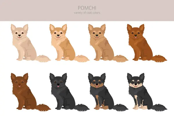 stock vector Pomchi clipart. Pomeranian Chihuahua mix. Different coat colors set.  Vector illustration