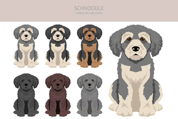 Schnoodle Clipart Schnauzer Poodle Mix Conjunto Cores Casaco Diferentes Ilustração — Vetor de Stock